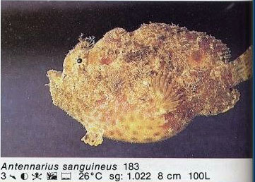 Antennarius sanguineus